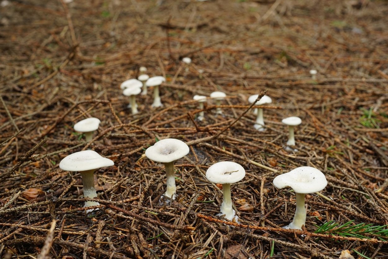 Подвишенники грибы