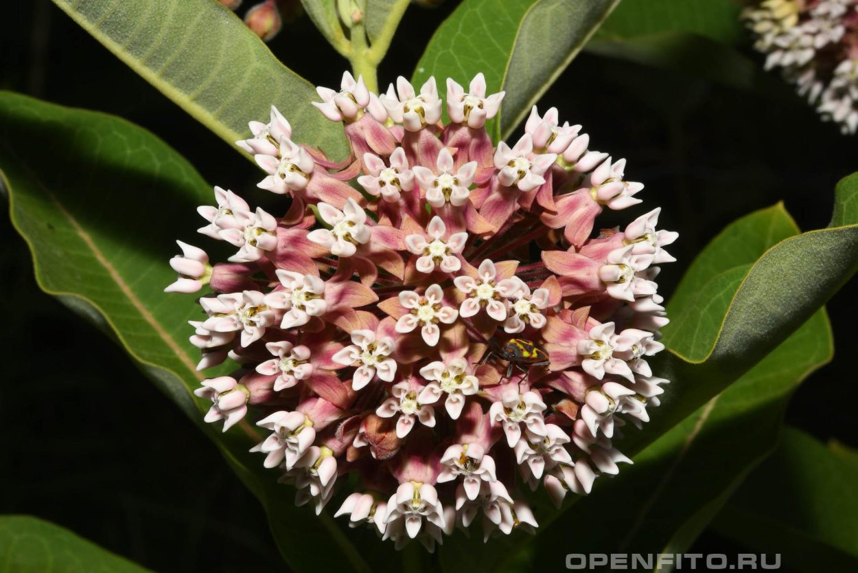 Ваточник сирийский (Asclepias syriaca)
