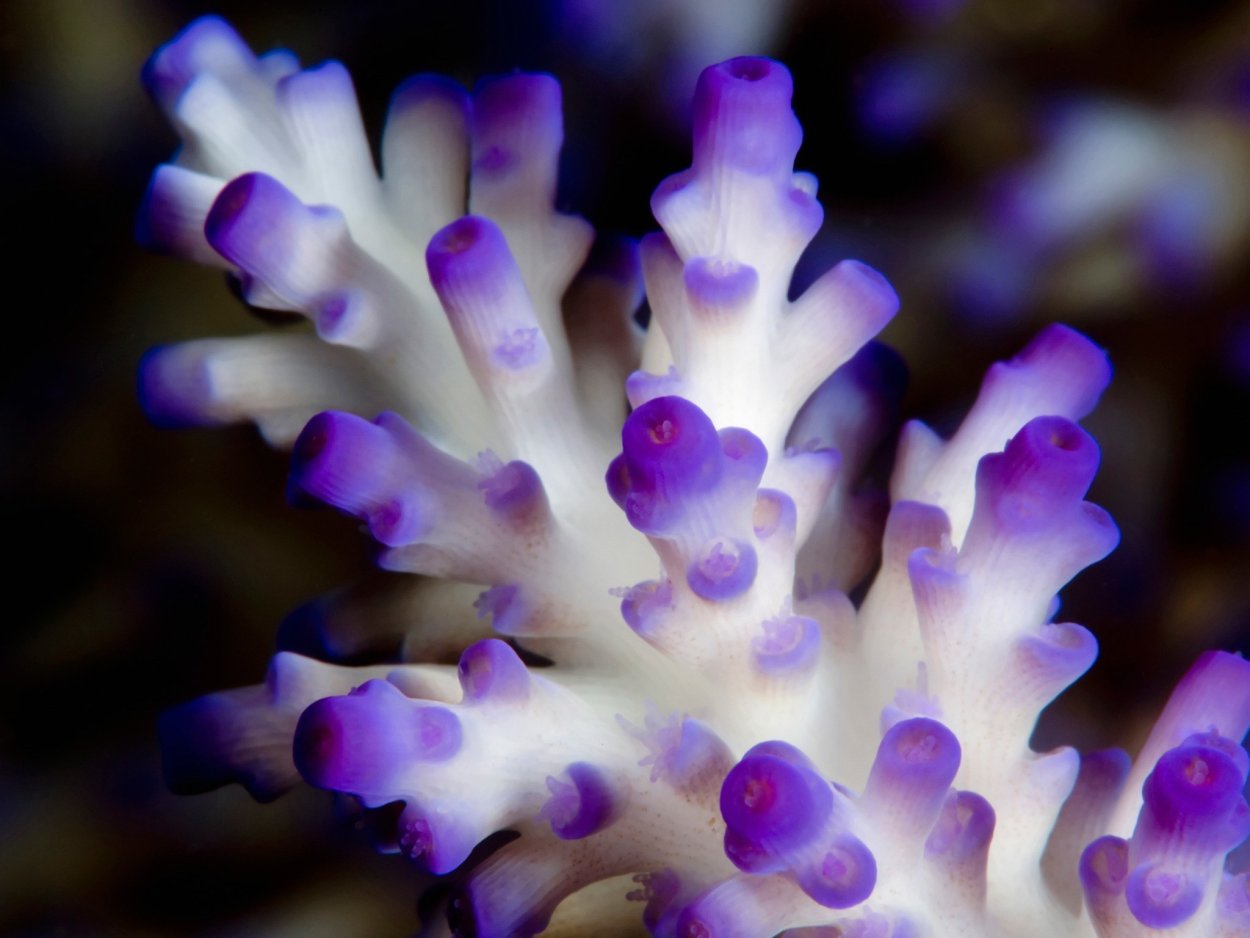 Коралловые полипы