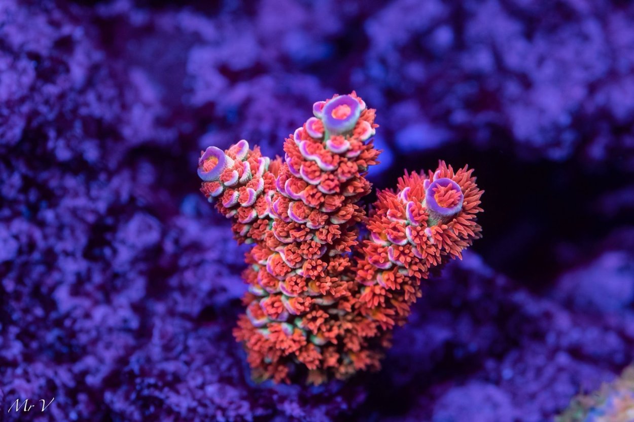 Коралл Acropora divaricata Dana