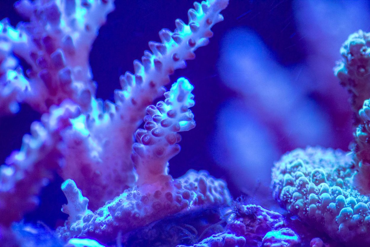 Древовидные кораллы