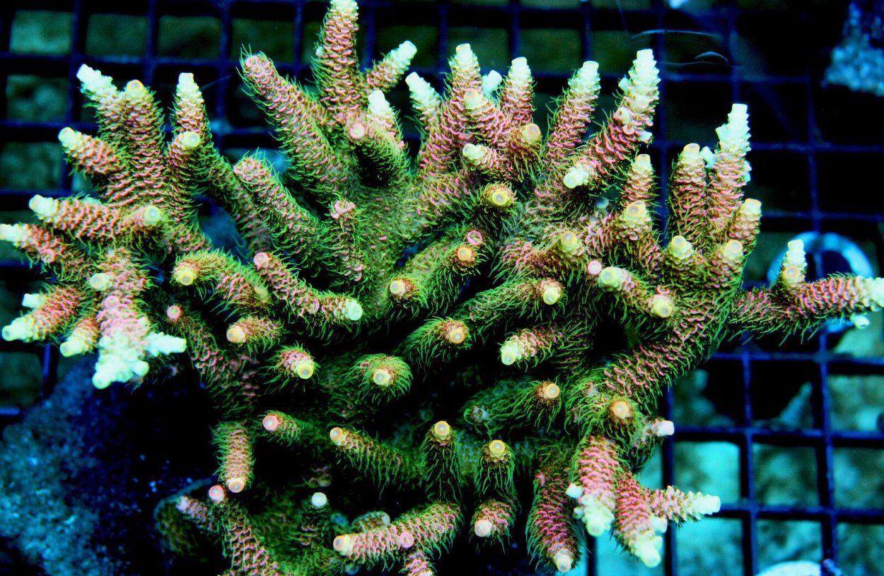 Коралл Ричард