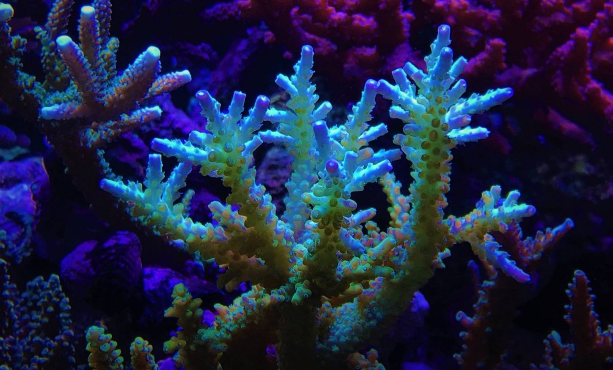 Coral Acropora palmata