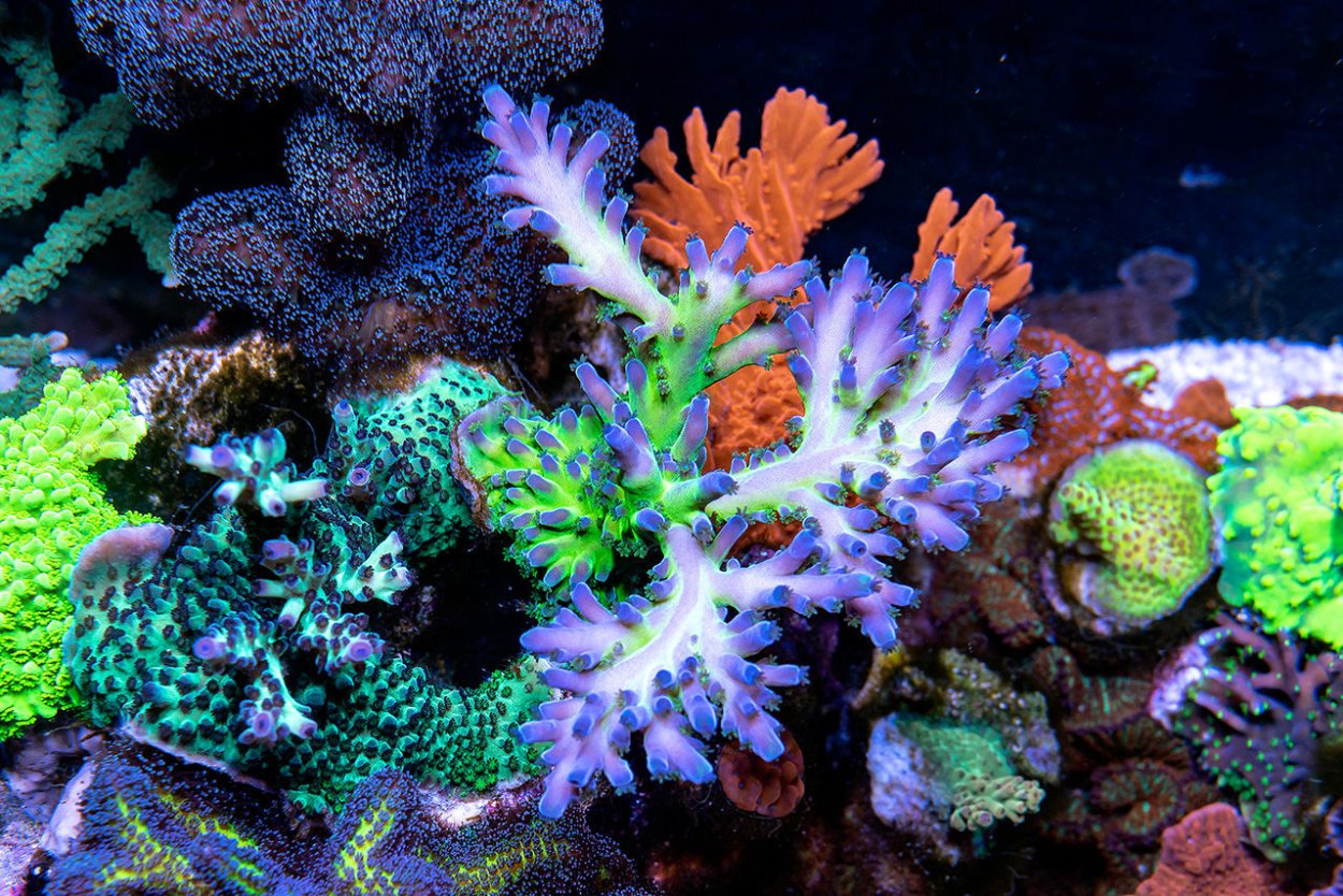 Оленерогий коралл