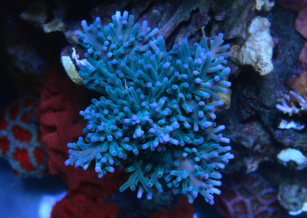 Акропора Rainbow Америка