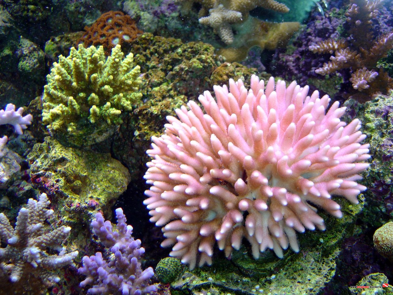 Грин Грин Coral