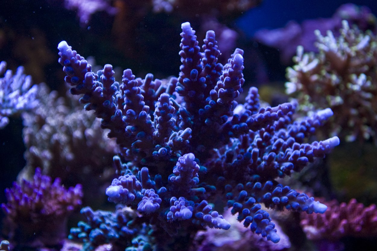 Коралл низкая Акропора