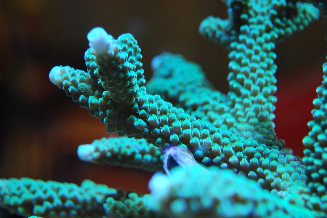 Сиксинч Acropora