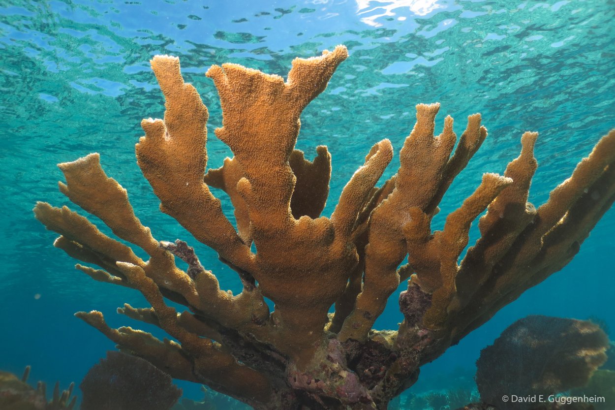 Акропора коралл