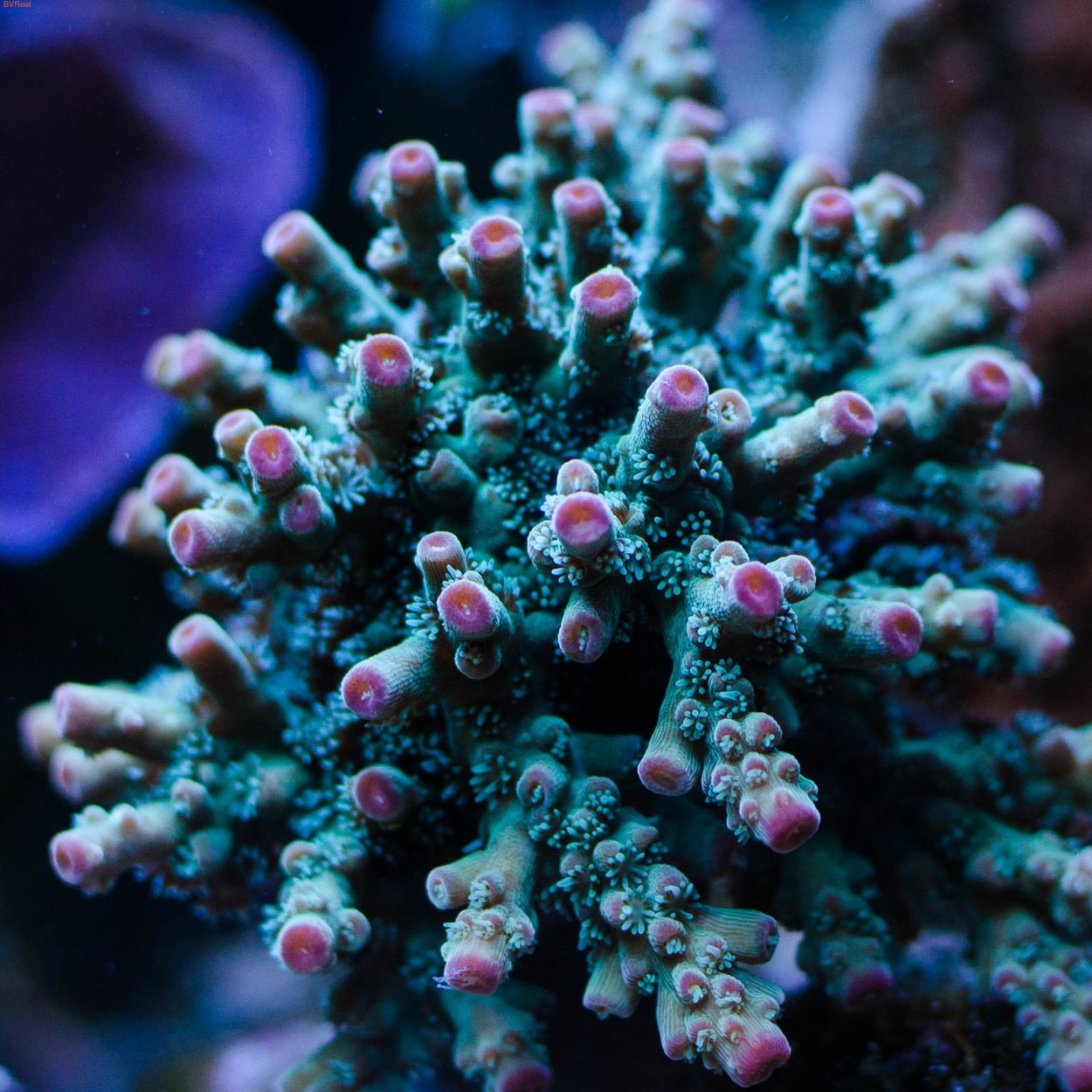 Акропора Шорткейк