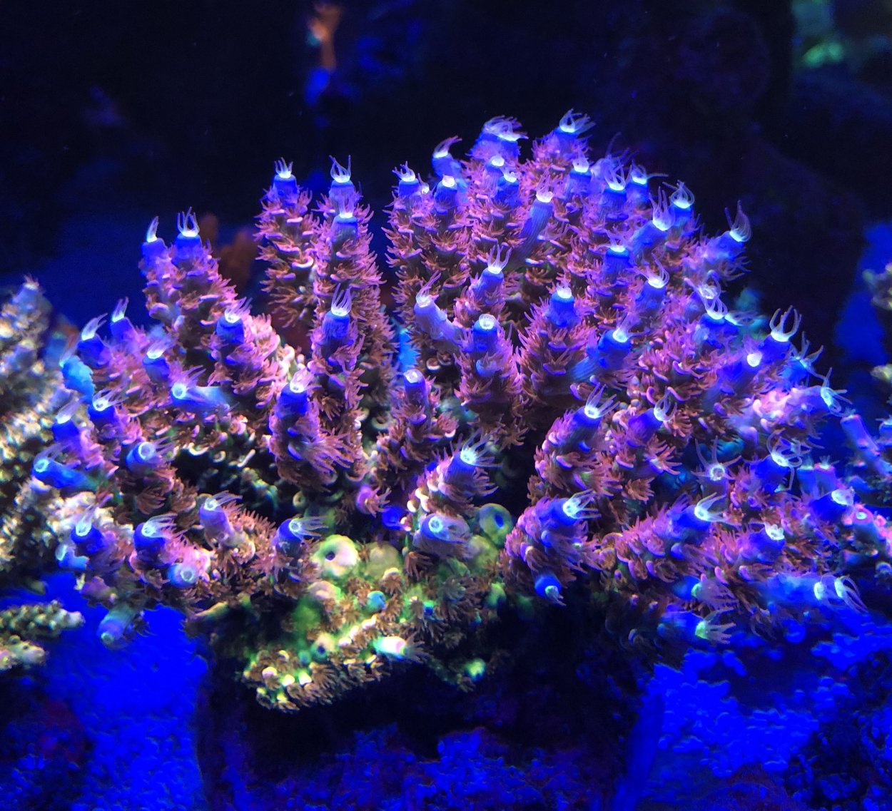 Коралл Acropora