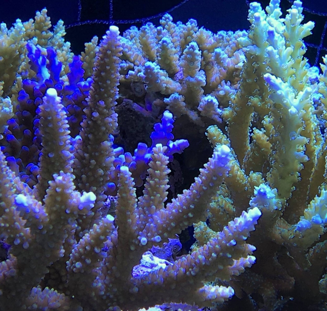 Коралл Акропора Хемприха