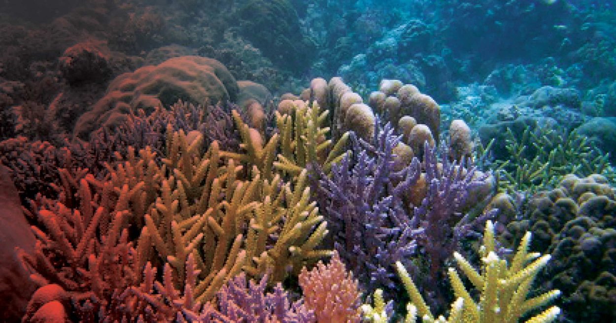 Акропора Рейнбоу