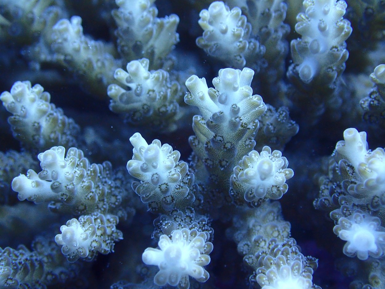 Кораллы известковый скелет