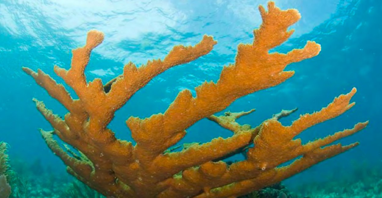 Кораллы для морского аквариума классификация