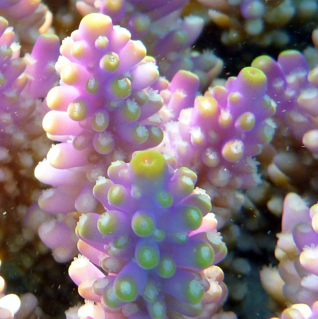 Акропора Hawkins echinata