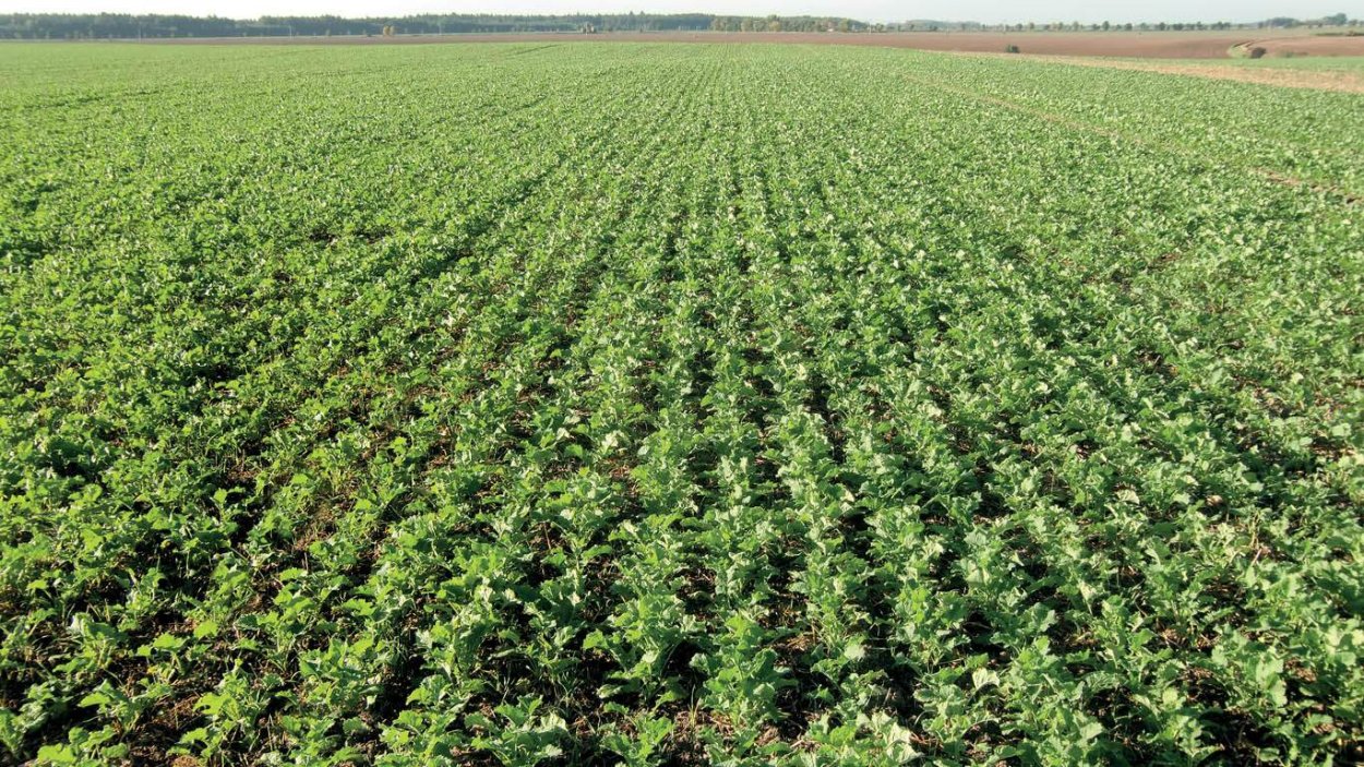 Падалица после озимого рапса