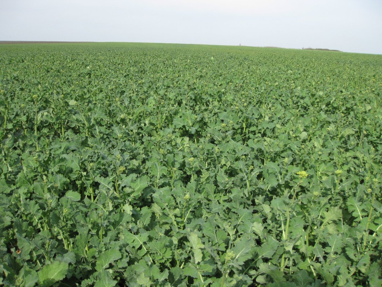 Горчичные поля Ставрополь