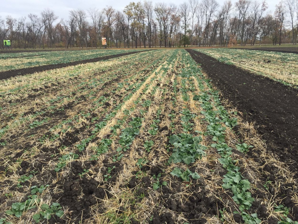 Фазы развития рапса ярового