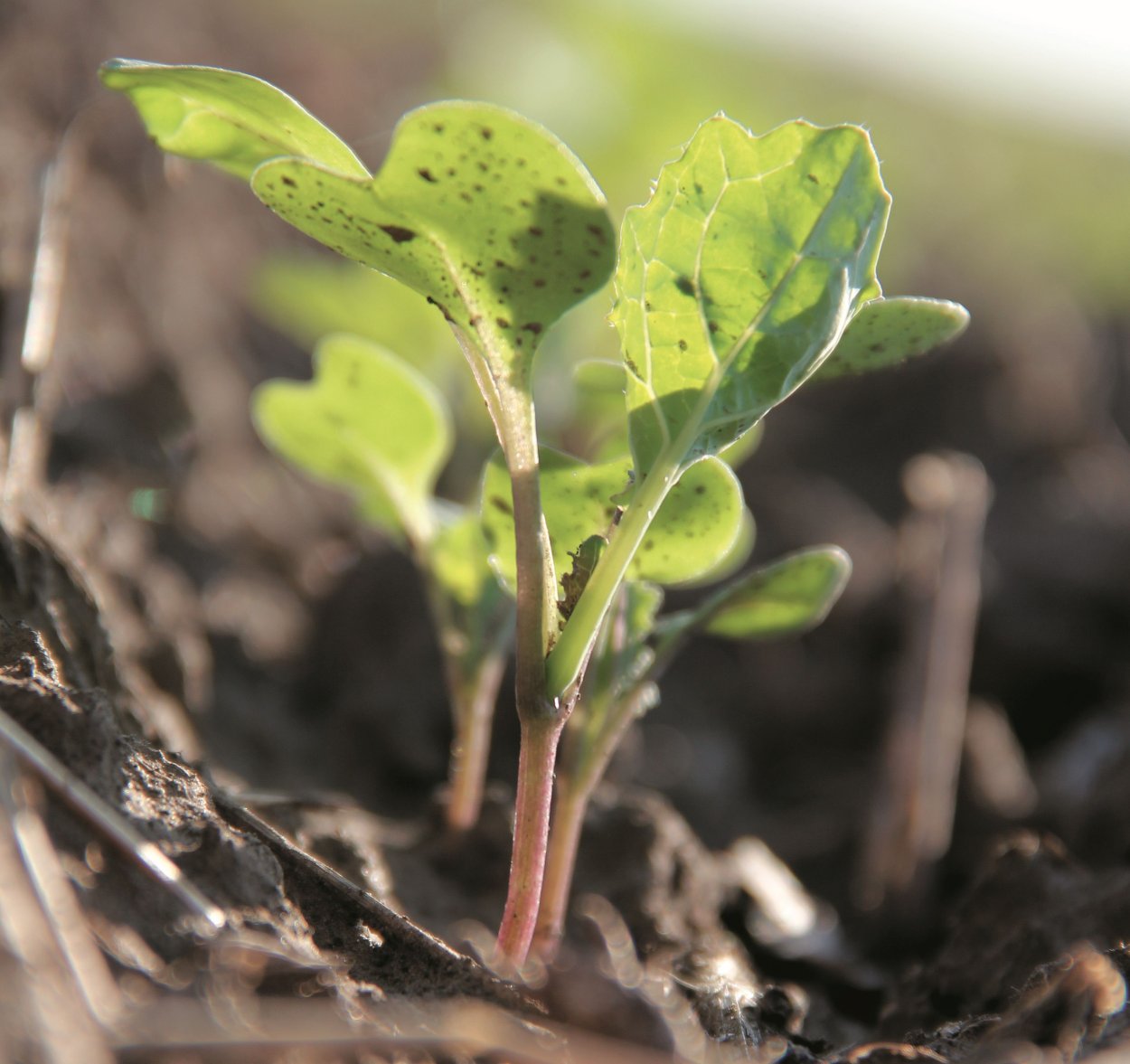 Прорастание рапса