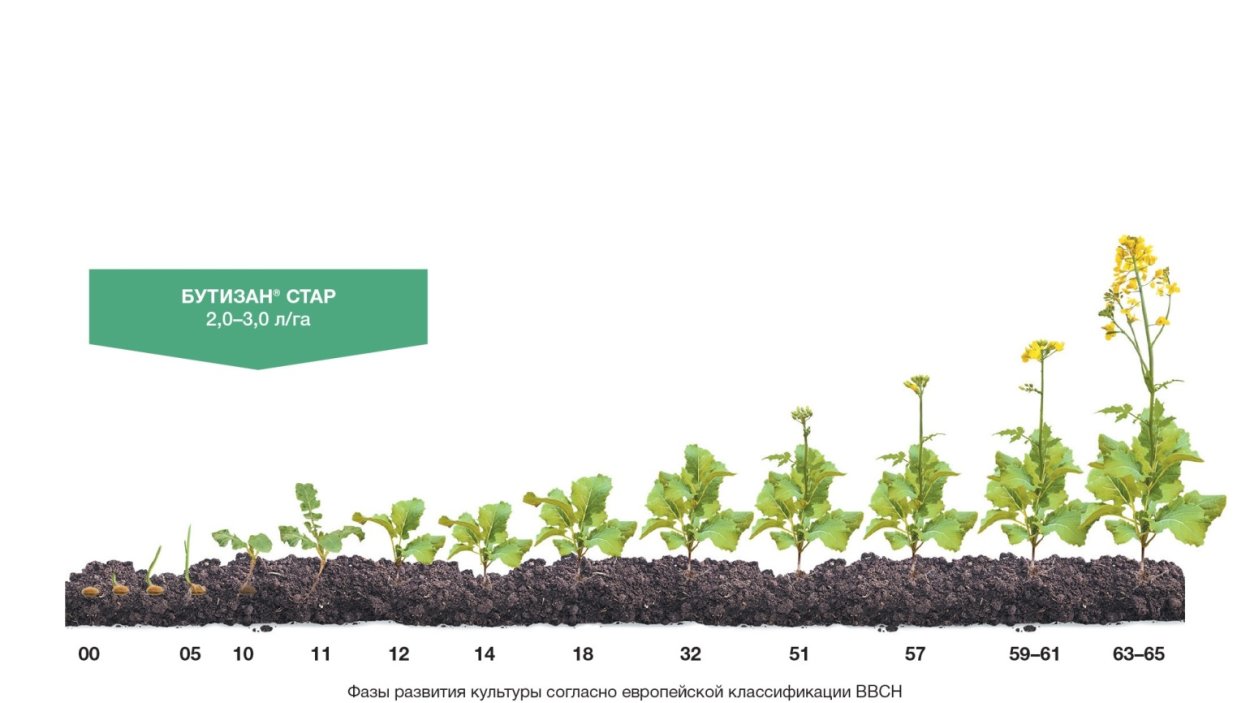 Озимый рапс всходы