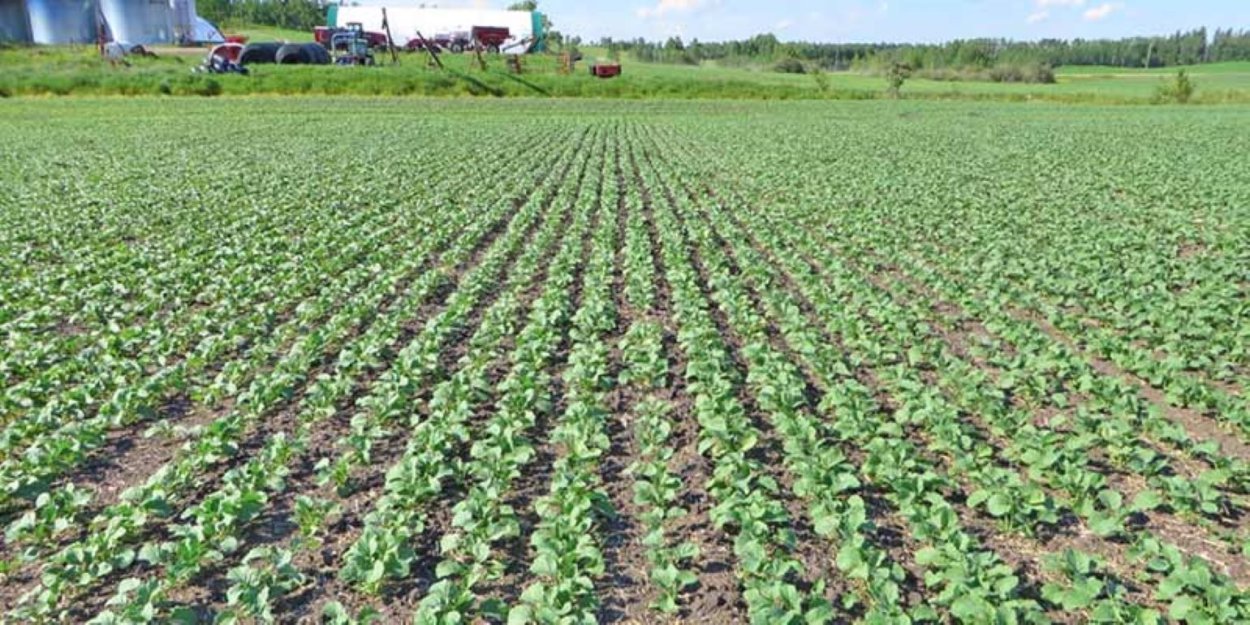 Всходы ярового рапса