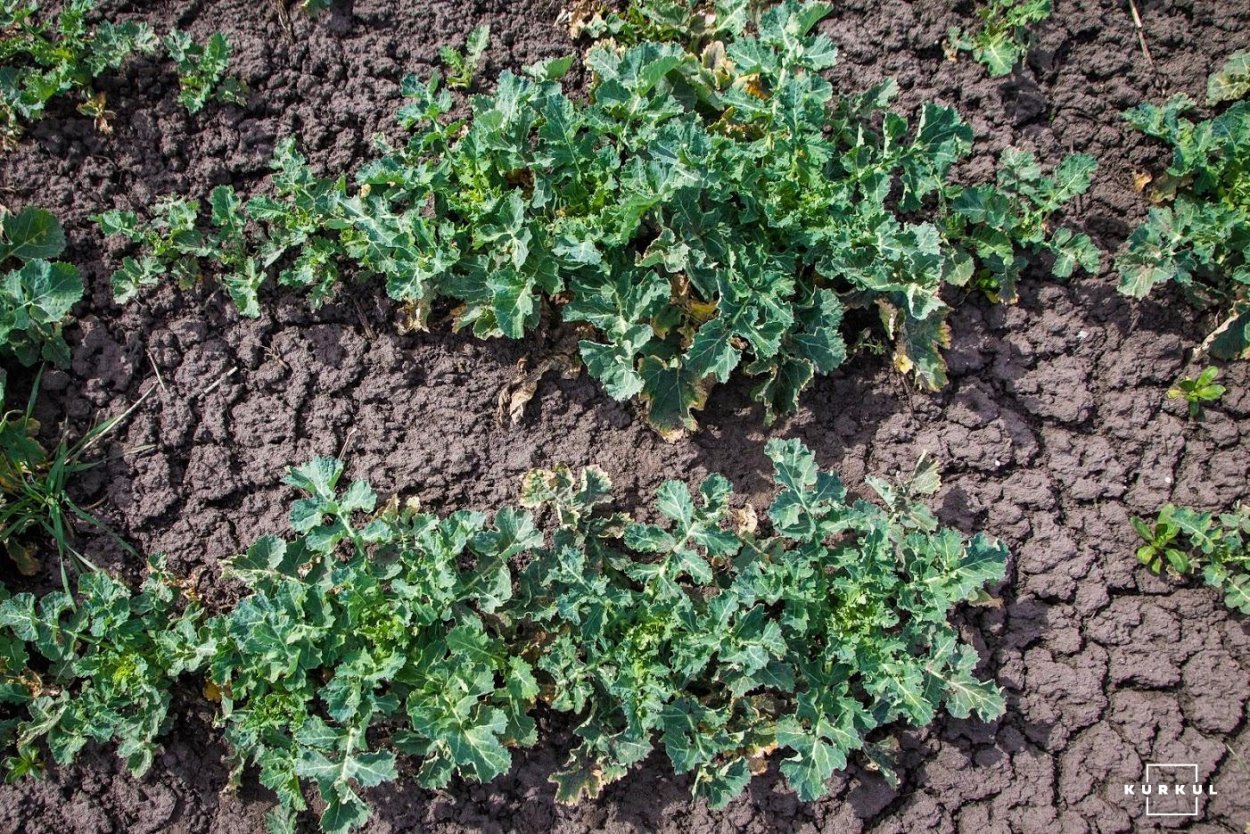 Рапс Галант