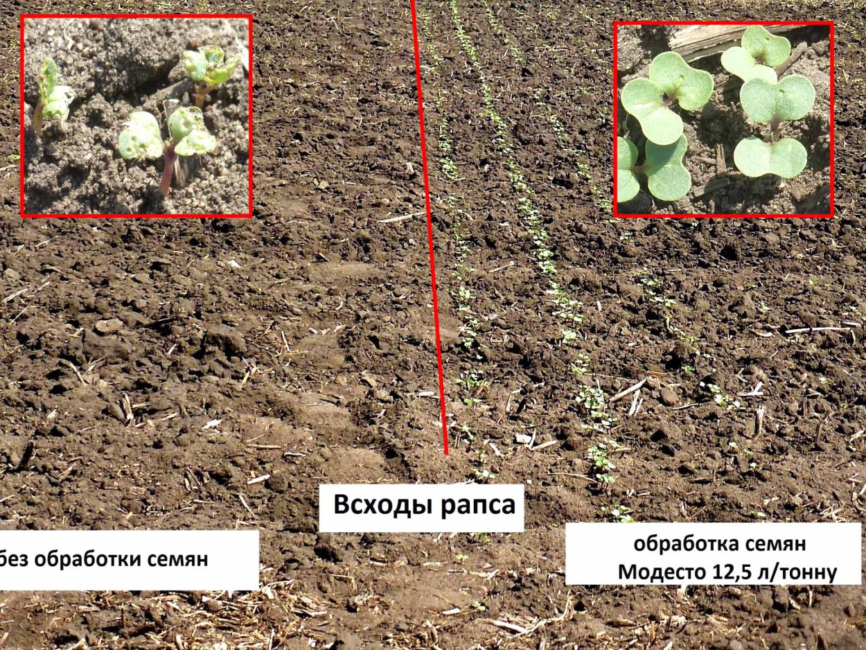 Поле всходы