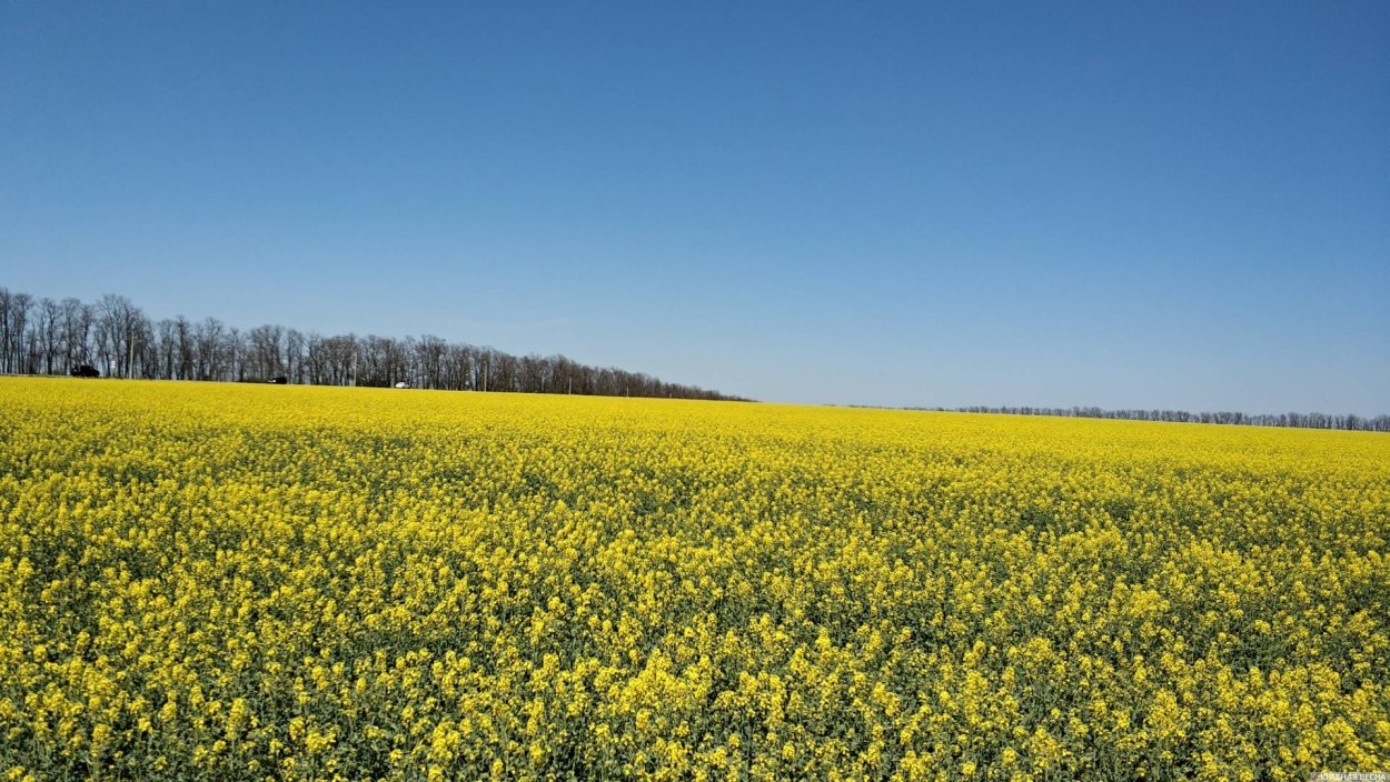 Ростки озимых