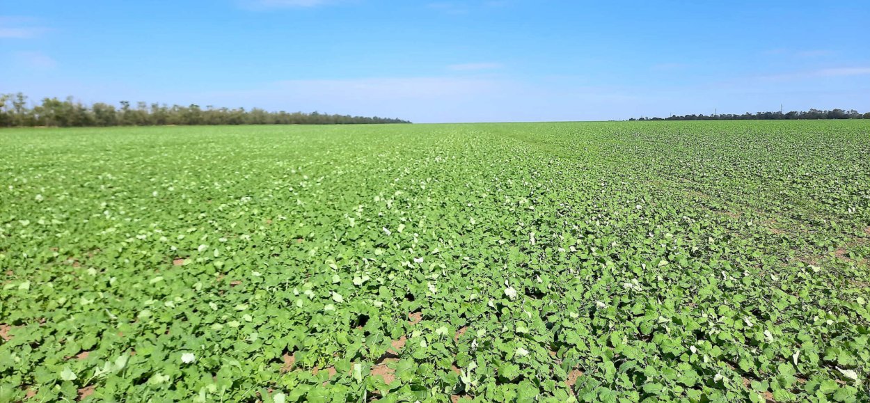 Озимый рапс посев