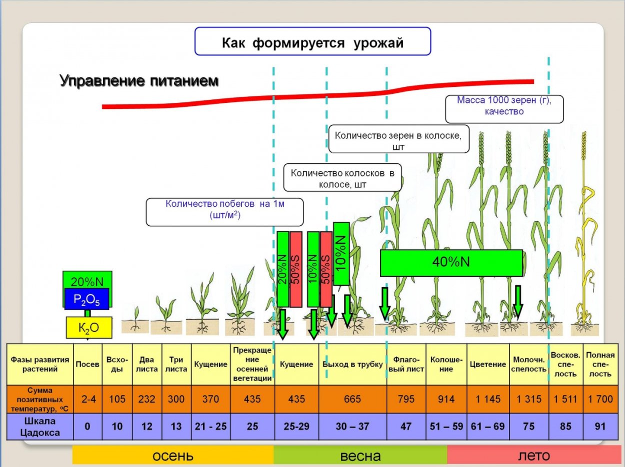 Прорастание озимой пшеницы