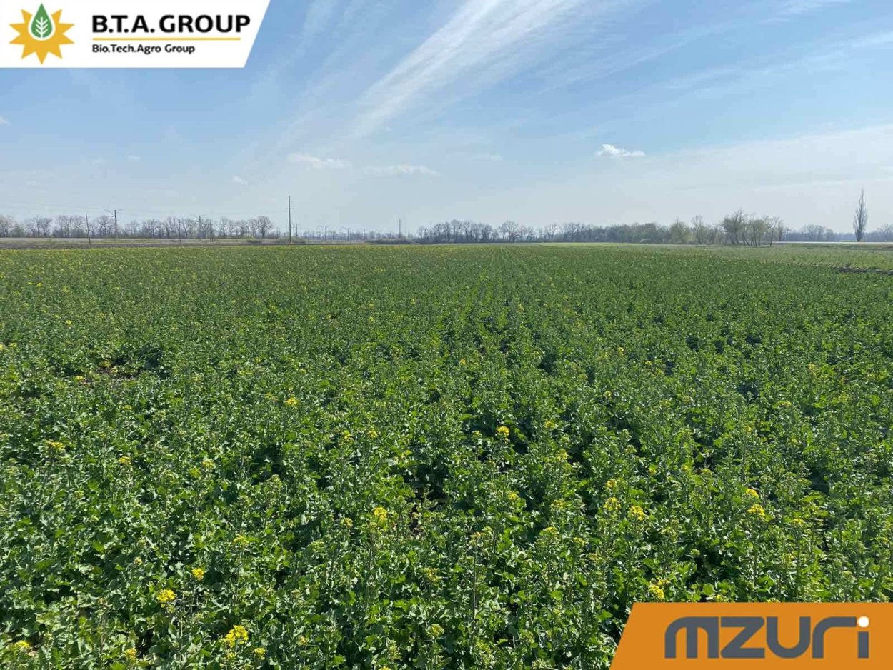 Поле рапса вид сверху