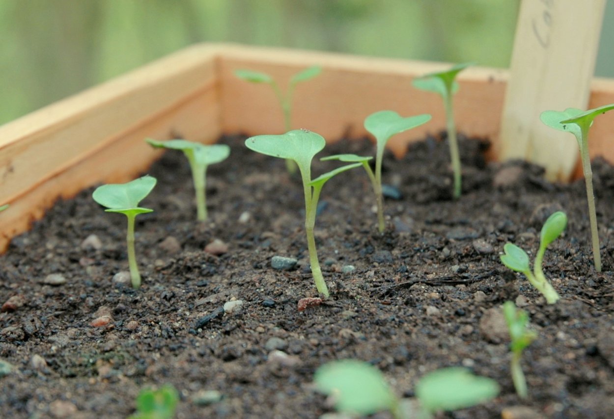 Посев рапса ярового