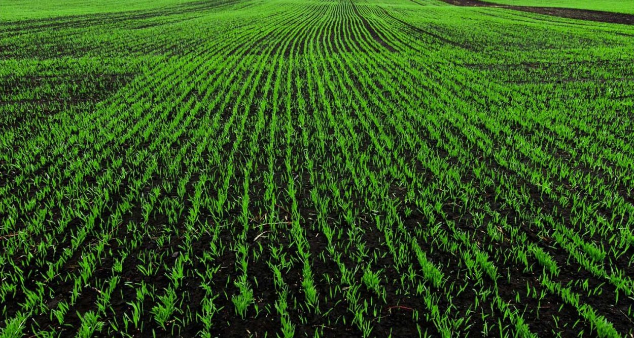 Проросток рассада Ортон