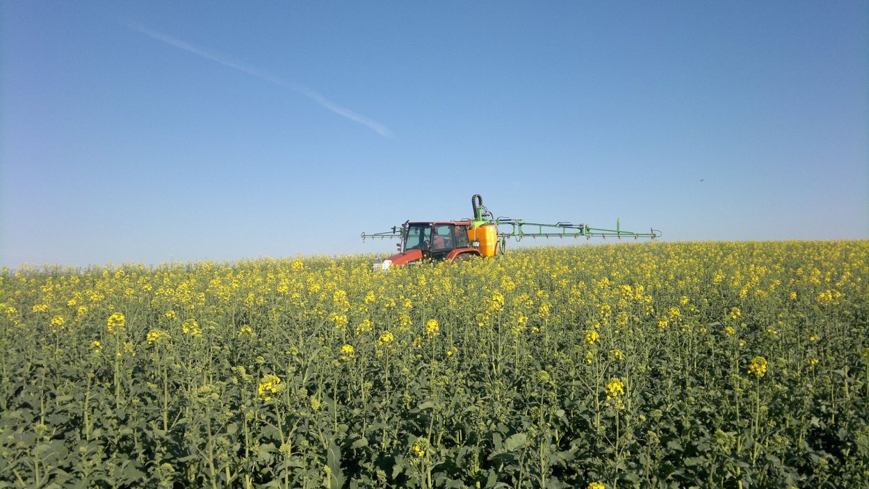 Всходы озимой пшеницы