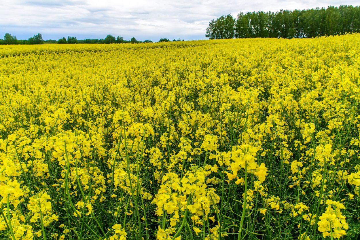 Прорастание семян проросток