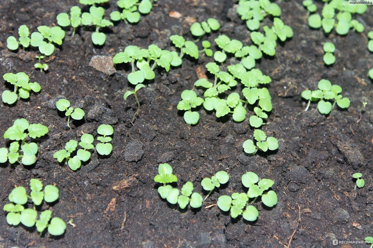Выпирание растений озимой пшеницы