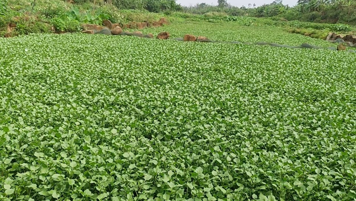 Озимый рапс всходы