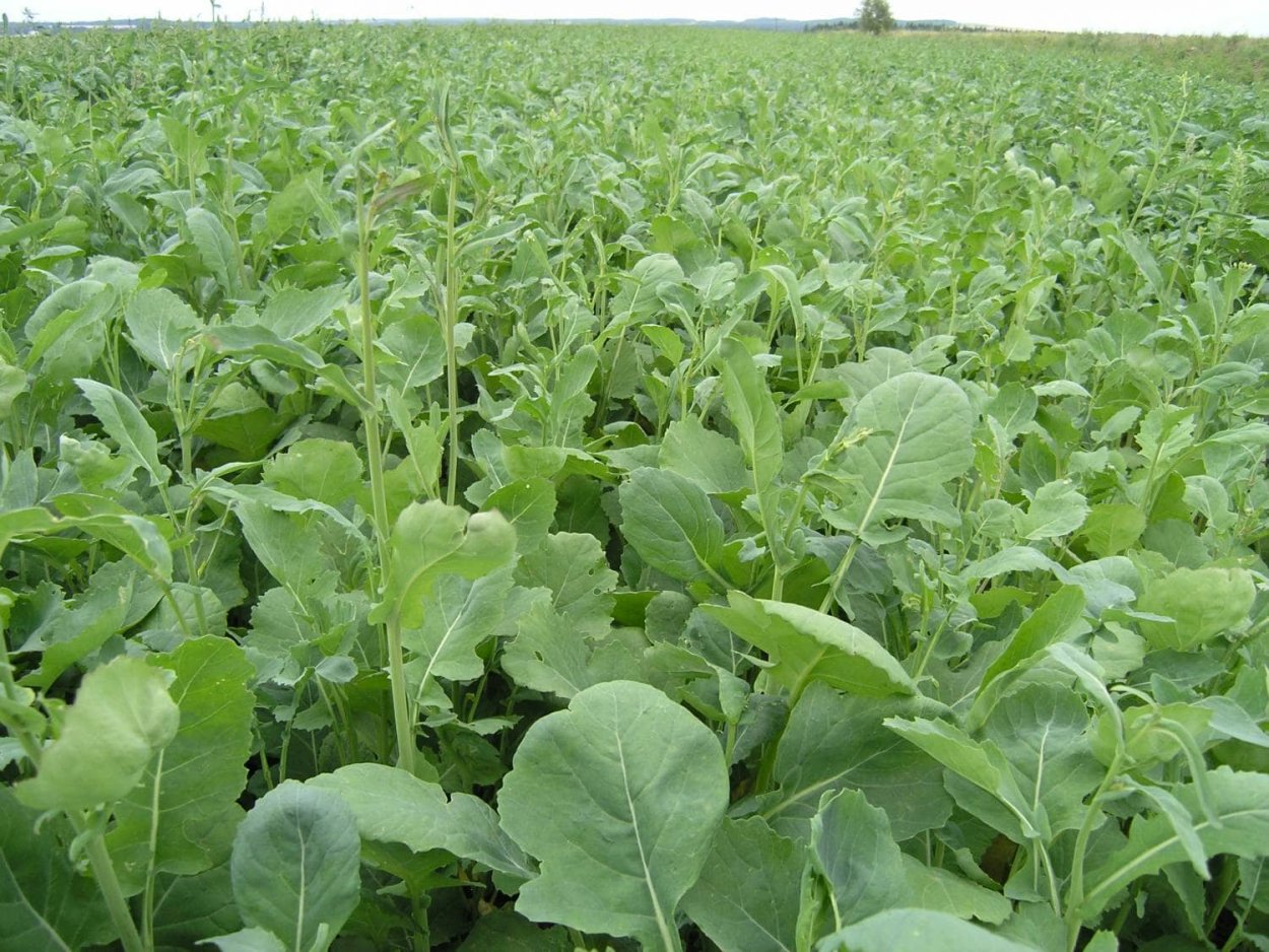 Рапс озимый и Яровой