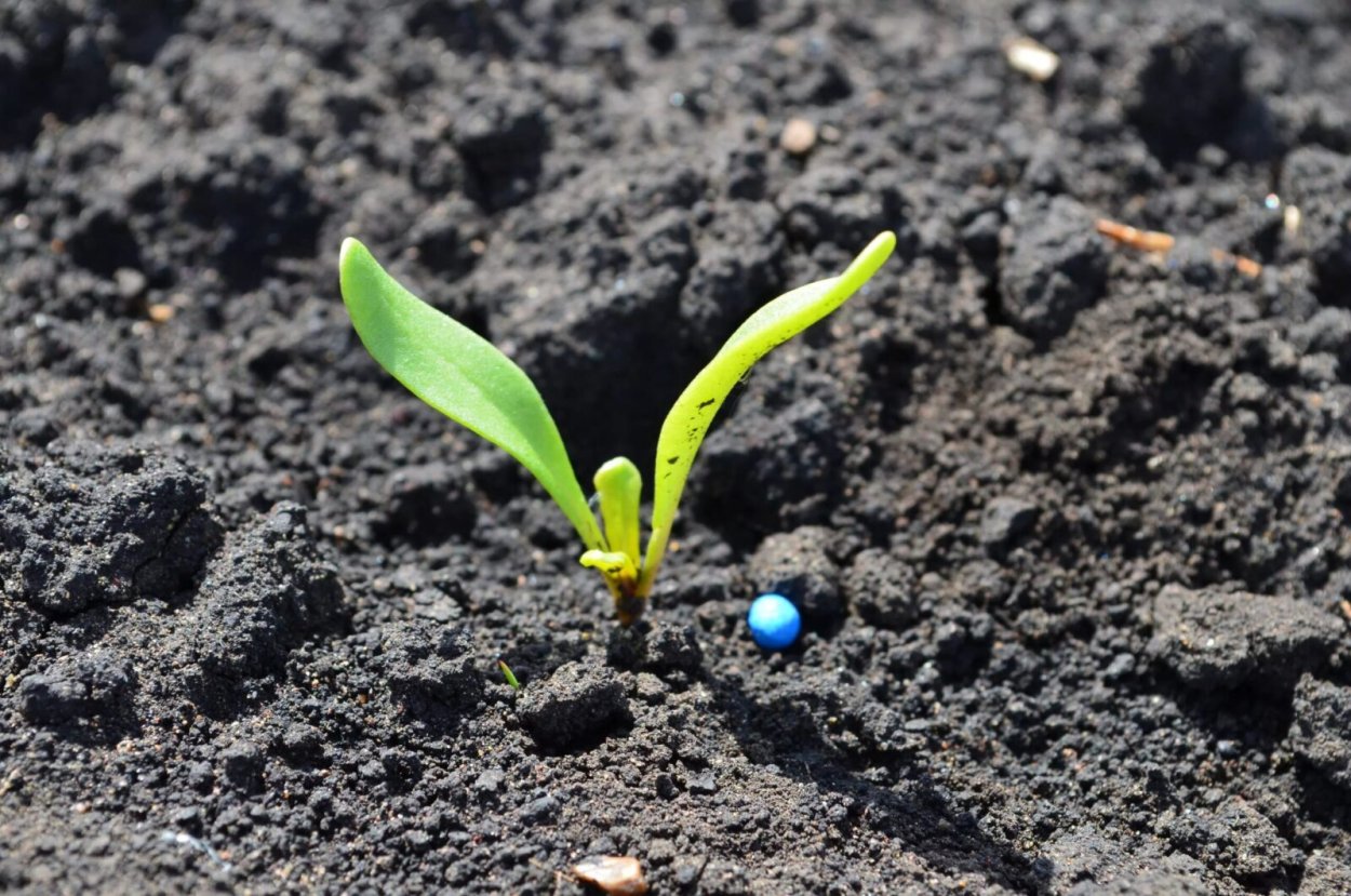 Фазы роста Яровой пшеницы таблица