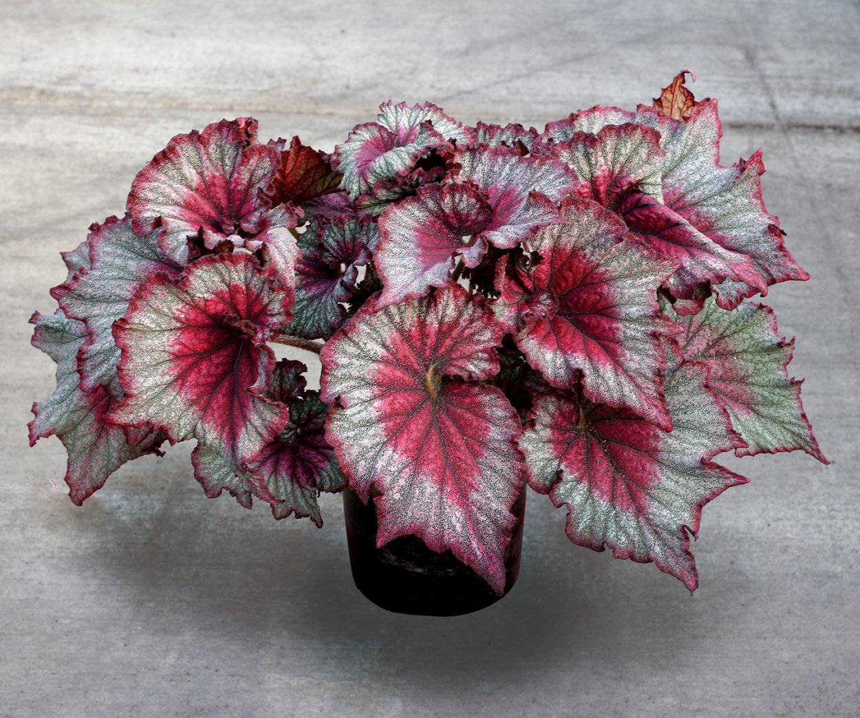 Бегония Begonia Rex