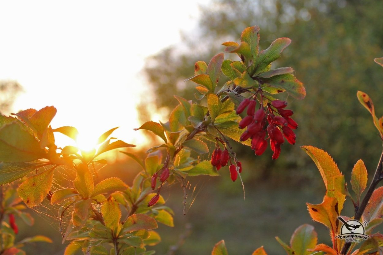 Барбарис краснеющий осенью