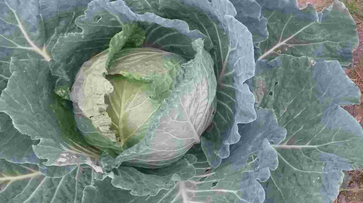 Капуста Эверест f1 белокочанная