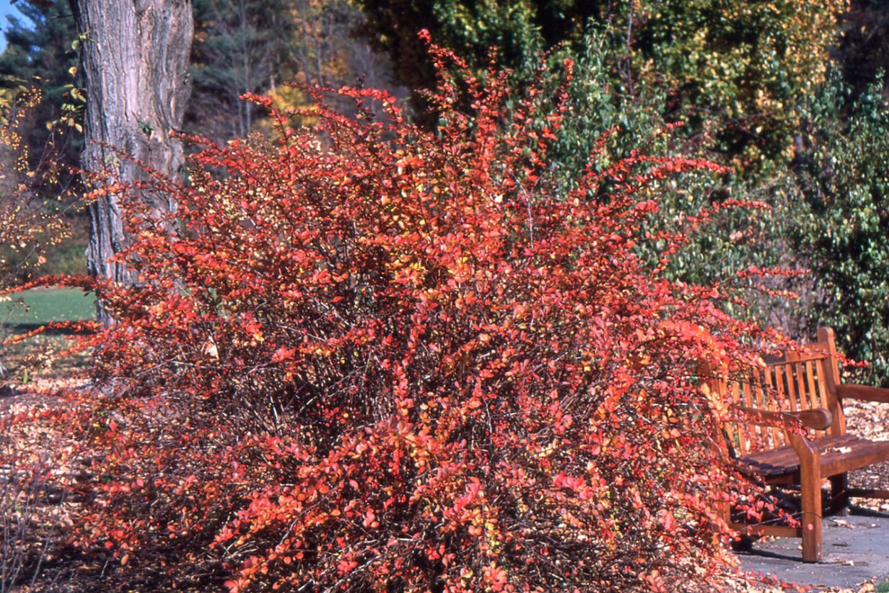 Барбарис Тунберга осенью