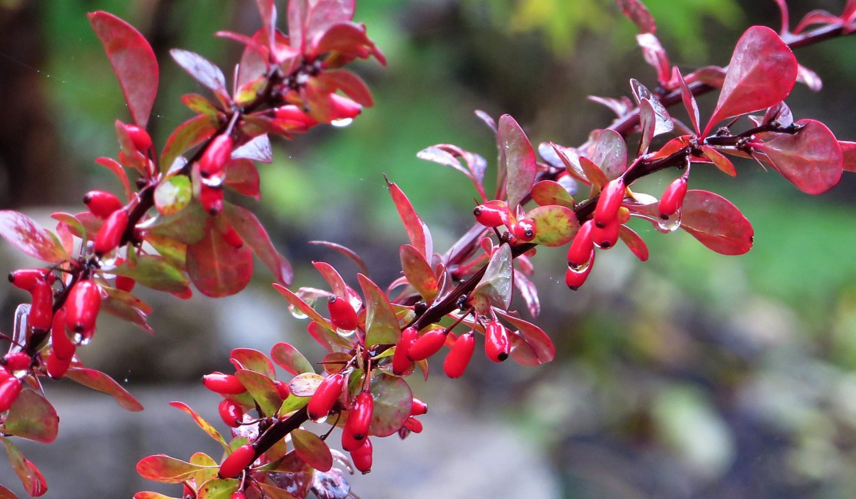 Барбарис обыкновенный ягоды