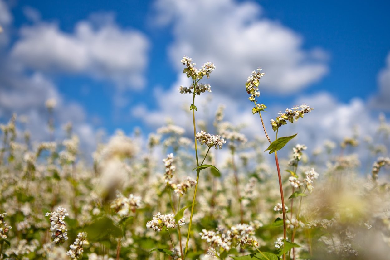Гречиха Степная