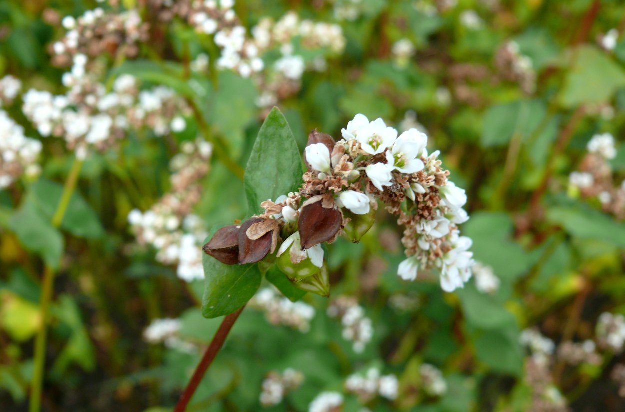 Гречиха посевная цветение