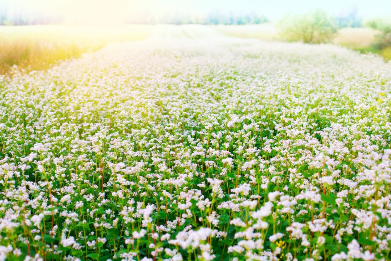 Красивые поля гречихи