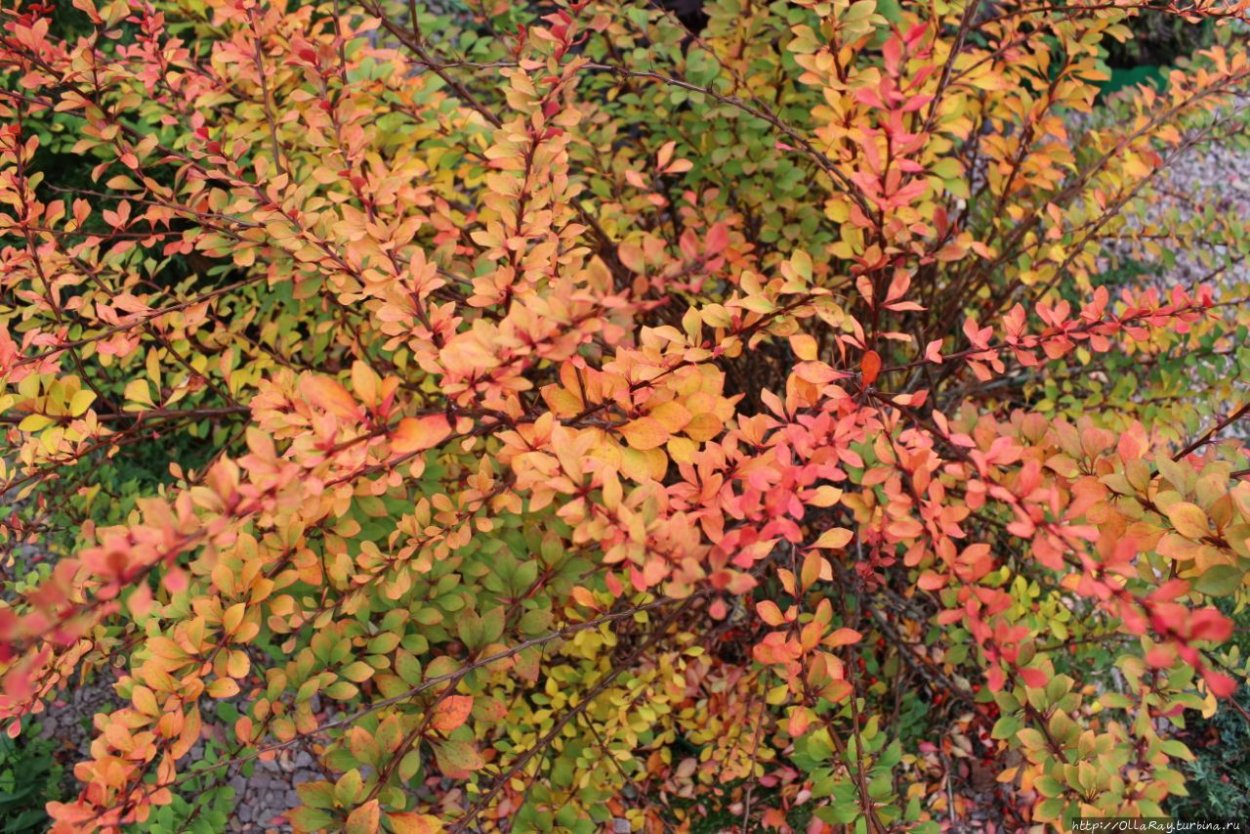 Барбарис обыкновенный ягоды