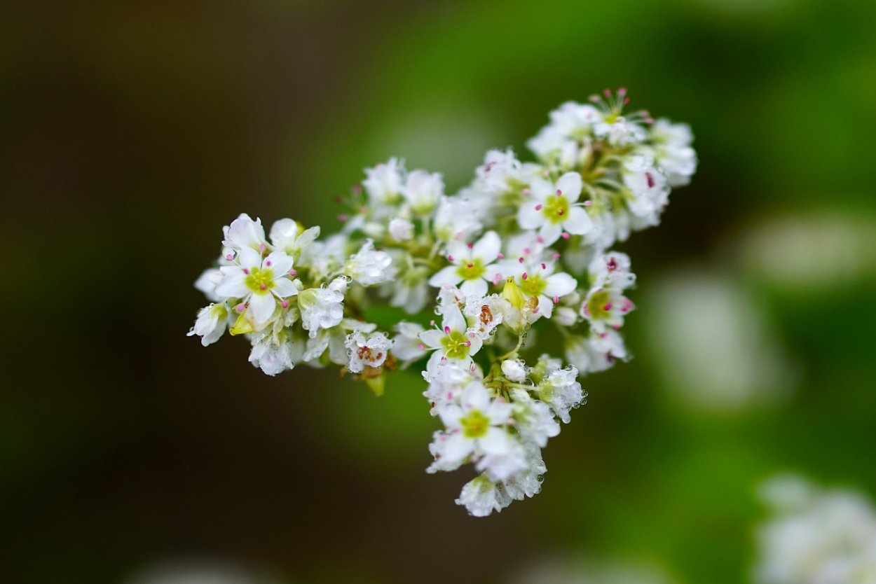 Гречиха на белом фоне